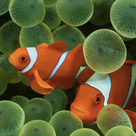 Profile picture of Rocky garcia