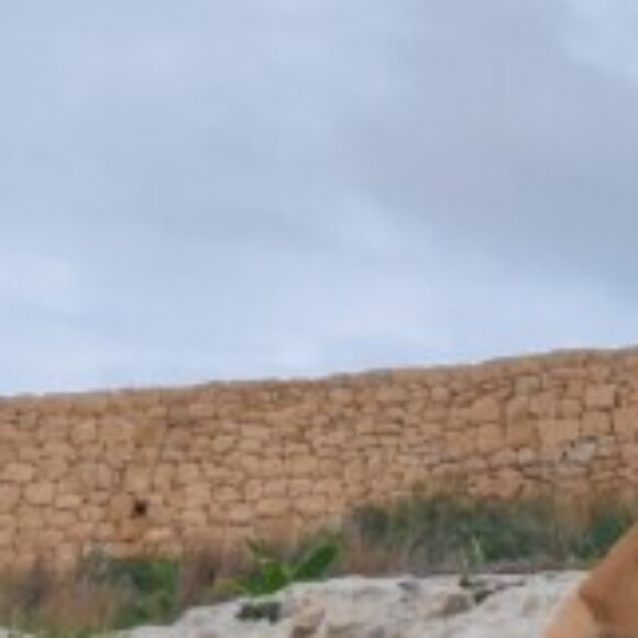 Profile picture of Maltese