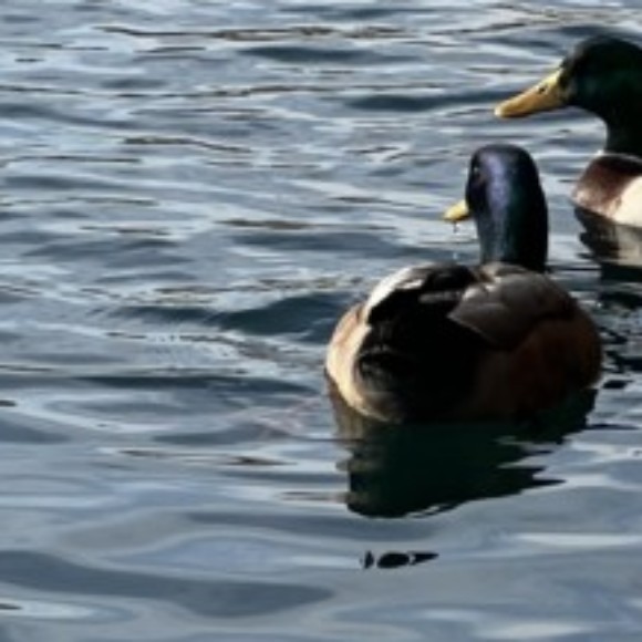 Profile picture of Florencia