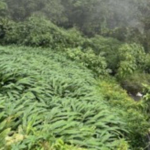 Profile picture of RayShiva